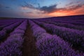 Sunrise at lavender field, Bulgaria Royalty Free Stock Photo