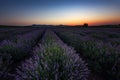 Sunrise at lavender field, Bulgaria Royalty Free Stock Photo