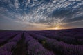 Sunrise at lavender field, Bulgaria Royalty Free Stock Photo