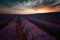 Sunrise at lavender field, near Burgas city, Bulgaria Royalty Free Stock Photo