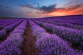 Sunrise at lavender field near the town of Burgas, Bulgaria Royalty Free Stock Photo