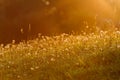 Sunrise light on a meadow Royalty Free Stock Photo