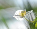 In a sunrise, the light in the morning over Wood anemon Anemone Nemorosa