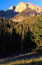 Sunrise lights up the alpine forest on the Wheeler Peak Trail, Great Basin National Park Royalty Free Stock Photo