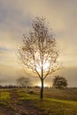 Sunrise through low clouds at autumn colored tree