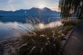 Sunrise on Lugano Lake, with grasses and willow in the foreground on the shore Royalty Free Stock Photo