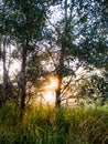 Sunrise in a magical forest in the summertime. Beautiful nature landscape. Good morning. Royalty Free Stock Photo