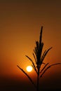 Sunrise with maize bloom contre-jour