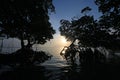 Sunrise through Mangrove Trees in Bear Cut off Key Biscayne, Florida.