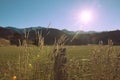 Sunrise at meadow in NewZealand