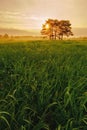 Sunrise with meadow pine trees and high grass with dew.