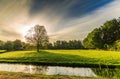 Sunrise on meadow with sunlight through crown of solitary plane tree