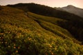 Sunrise at mexican sunflower weed on the hill, Thailand. Royalty Free Stock Photo