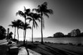 Sunrise in Miami from south pointe park with Palm trees. Black and white.