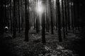 Sunrise in the middle of the forest, black and white Royalty Free Stock Photo