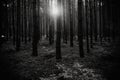 Sunrise in the middle of the forest, black and white Royalty Free Stock Photo