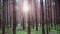 Sunrise in the middle of the forest Royalty Free Stock Photo