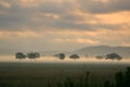 Sunrise Mist on The African Plains Royalty Free Stock Photo