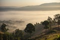 Sunrise mist cover mountain background at countryside winter foggy landscape forest in the morning beautiful Royalty Free Stock Photo