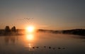 Sunrise mist on the Yellowstone River with Canadian Geese flying over swimming Trumpeter Swans in the Hayden Valley Royalty Free Stock Photo