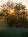 Sunrise in misty country meadow Royalty Free Stock Photo