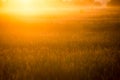Sunrise in misty country meadow Royalty Free Stock Photo