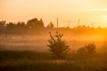 Sunrise in misty country meadow Royalty Free Stock Photo