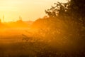 Sunrise in misty country meadow Royalty Free Stock Photo