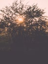 sunrise in misty country meadow - retro vintage look Royalty Free Stock Photo