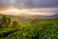 Sunrise at misty Mount Brinchang, Malaysia