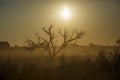 Sunrise misty scenery with dead trees