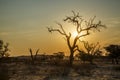 Sunrise misty scenery with dead trees