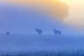 Sunrise with mooses in the fog on the meadow Royalty Free Stock Photo