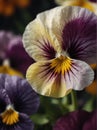 Sunrise morning dew realistic photography of a pansy flowers ai generated