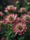 Sunrise morning dew realistic photography of a pink astrantia flowers ai generated