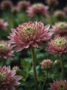 Sunrise morning dew realistic photography of a pink astrantia flowers ai generated