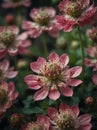 Sunrise morning dew realistic photography of a pink astrantia flowers ai generated
