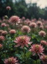 Sunrise morning dew realistic photography of a pink astrantia flowers ai generated