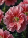 Sunrise morning dew realistic photography of a pink geranium flowers ai generated