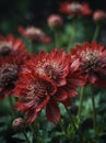 Sunrise morning dew realistic photography of a red astrantia flowers ai generated
