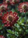 Sunrise morning dew realistic photography of a red astrantia flowers ai generated