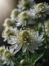 Sunrise morning dew realistic photography of a white astrantia flowers ai generated