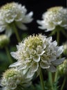 Sunrise morning dew realistic photography of a white astrantia flowers ai generated