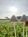 sunrise in the morning and morning dew with white mushrooms in the field Royalty Free Stock Photo