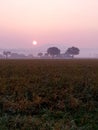 Sunrise in the morning in the field with trees and fog. Royalty Free Stock Photo
