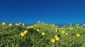 Sunrise morning flowers in blooming nature landscape scene