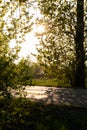 Sunrise through the morning mist in the pine forest at the end of summer. Sunbeams in the dark forest. Deep forest tree