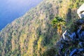 Sunrise in morning with palm tree on the rock of mountain. Sunray with Fog and mist cover the jungle hill in Thailand Royalty Free Stock Photo