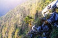 Sunrise in morning with palm tree on the rock of mountain. Sunray with Fog and mist cover the jungle hill in Thailand Royalty Free Stock Photo