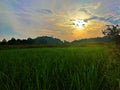 Sunrise in the morning in the rice field area